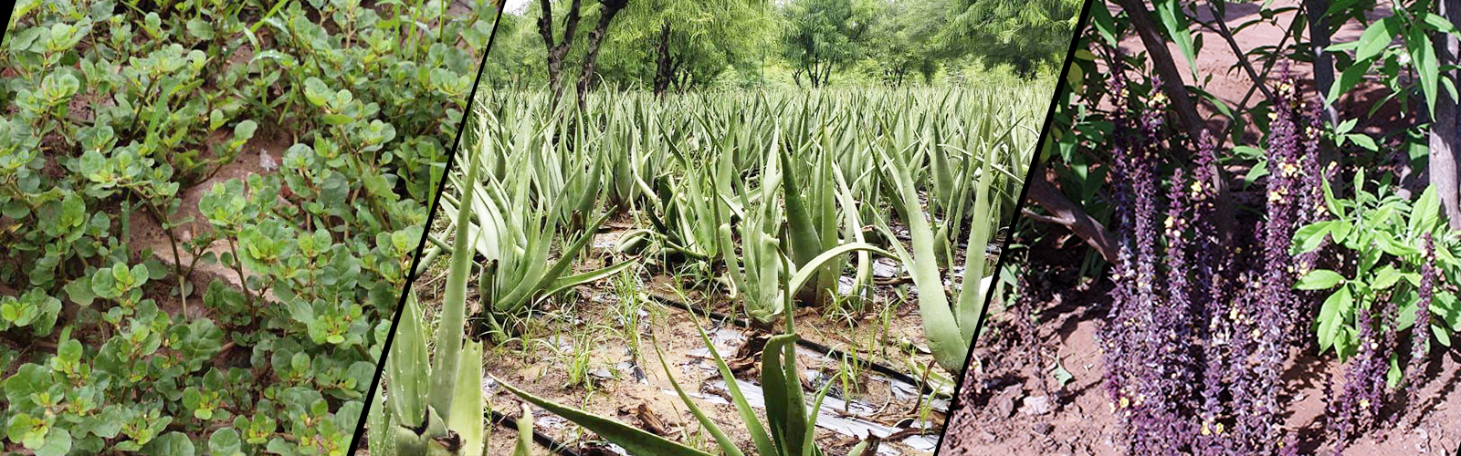 Neurosurgeon in Jaipur